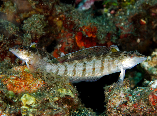 Parapercis lineopunctata